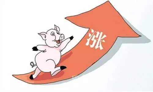 政策“组合拳”有效遏制猪肉涨价 明年10月或迎拐点